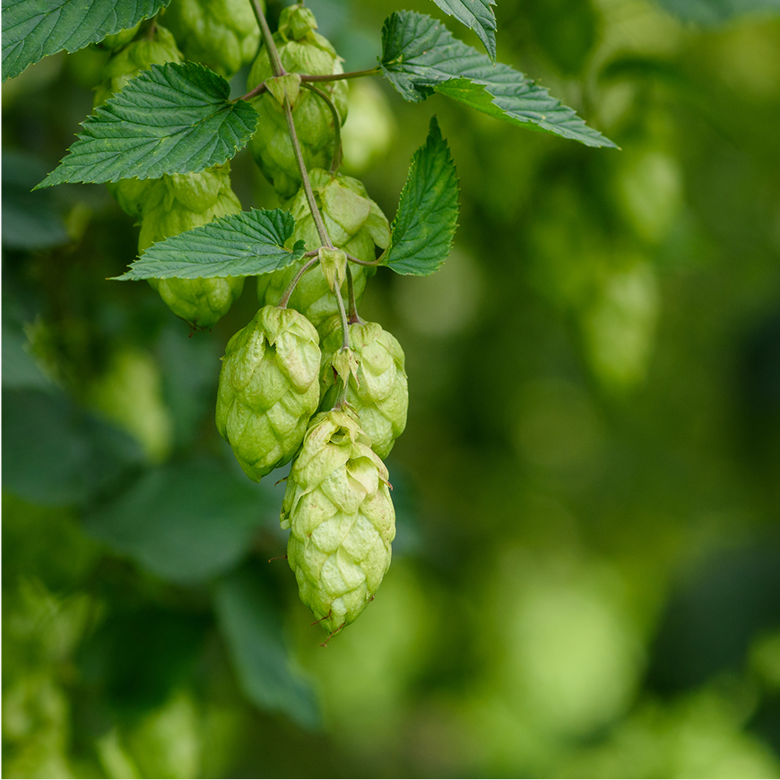 Quels sont les principaux composants de la bière ?