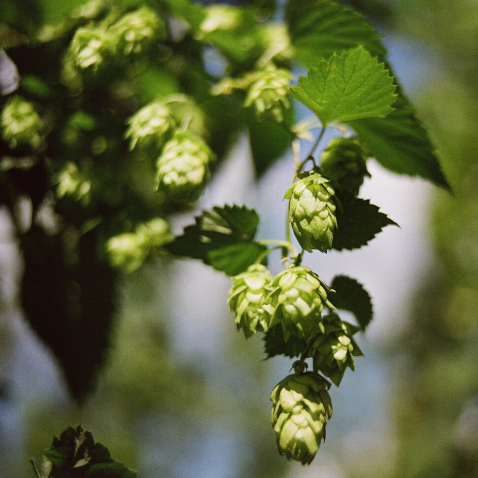 Les variétés de houblon pour faire une bonne bière